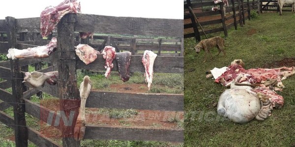 ALLANAN VIVIENDAS TRAS HECHOS DE ABIGEATO EN SAN RAFAEL DEL PARANÁ