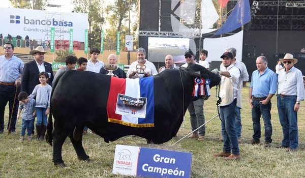 Toro Brangus paraguayo es campeón del mundo - Nacionales - ABC Color