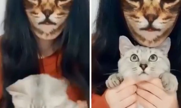 Gatos reaccionan a un filtro y causan furor en las redes