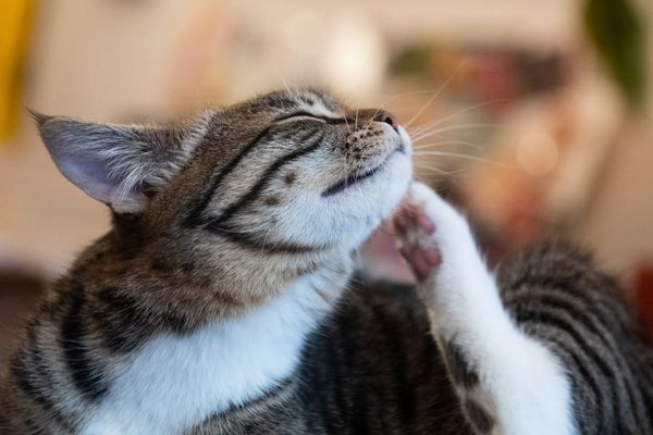 ¿Qué hacer cuando el gato se llena de pulgas? - Mascotas - ABC Color