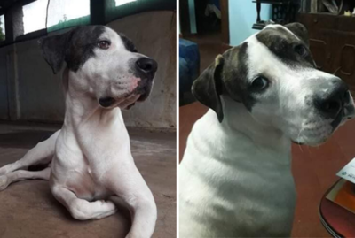 ¿Dónde está Pirata? Dueño ofrece siete millones a quien encuentre a su perro perdido