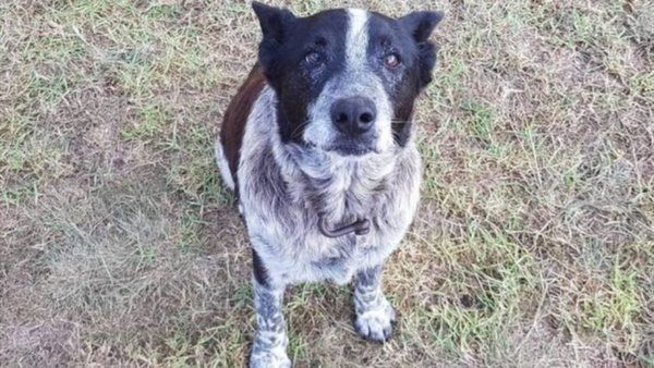 Perro de 17 años salvó la vida de una niña de 3 que se perdió en bosque | Noticias Paraguay