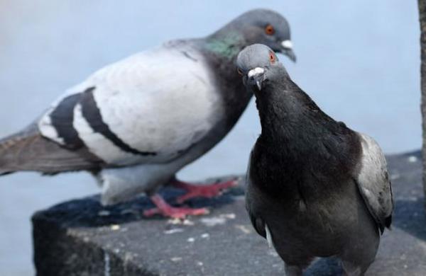 ¿Por qué hay palomas con sombreros en las calles de Las Vegas? - SNT