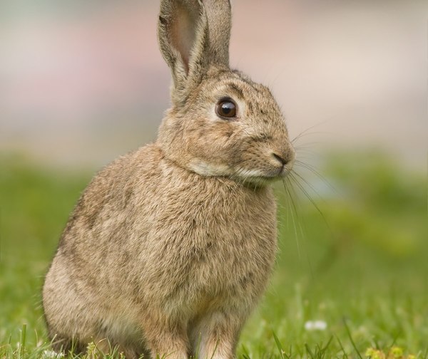 El conejo es declarado en peligro de extinción