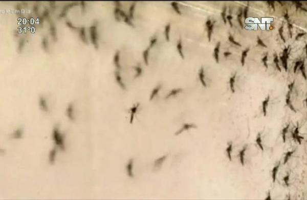 Alarma: se viene una fuerte epidemia de dengue - SNT