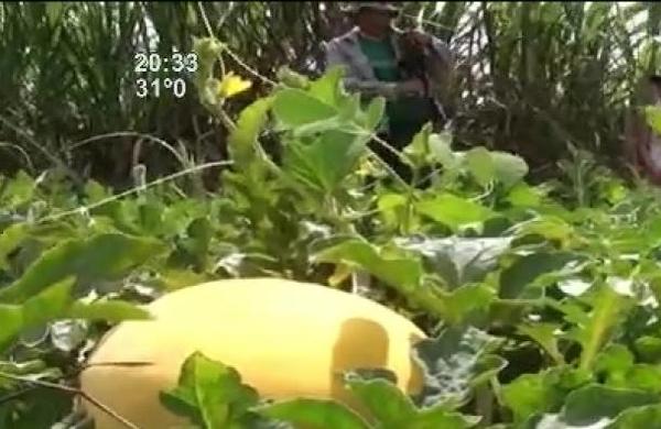 Producen sandía amarilla en Itapúa Poty - SNT