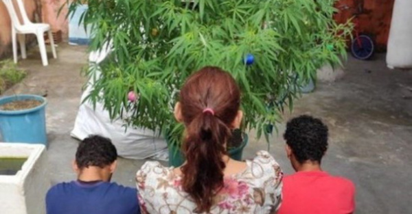Arbol navideño de marihuana para “ser feliz”