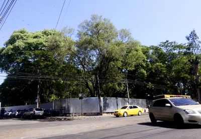 No hay permiso para talar árboles, aclaran - Locales - ABC Color
