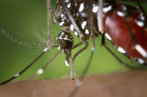 Advierten que epidemia de dengue será 5 veces mayor que la anterior