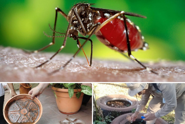 Aumentan los casos de dengue en Capital y Central - Informate Paraguay