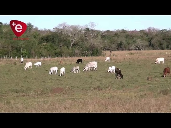 ABIGEATO EN CARMEN DEL PARANÁ