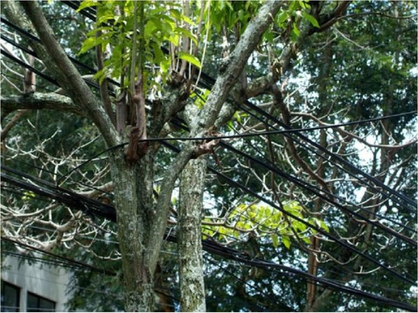 Joven muere electrocutado al intentar podar un árbol