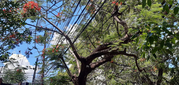 Murió electrocutado intentando podar un árbol | Noticias Paraguay