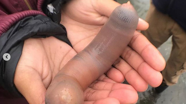 El “Pez pene” que invadió una playa en California