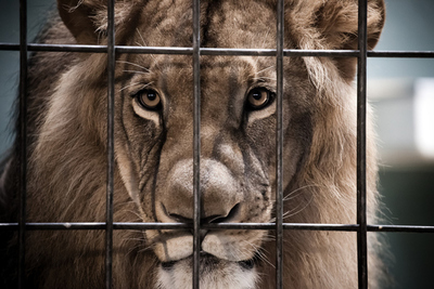 León casi arranca el brazo a su cuidador en un zoológico de Pakistán » Ñanduti