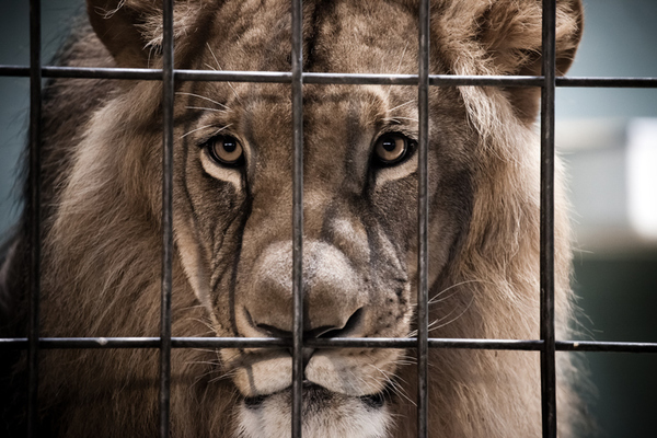 León casi arranca el brazo a su cuidador en un zoológico de Pakistán » Ñanduti