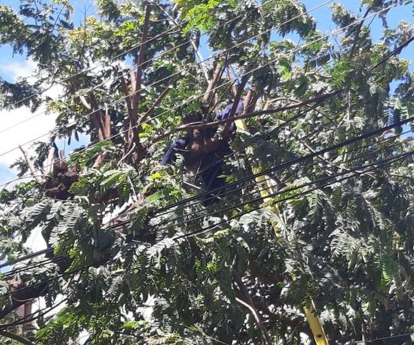 Joven muere electrocutado mientras podaba un árbol