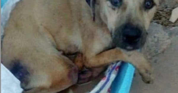 Mirá el final feliz de peludos abandonados