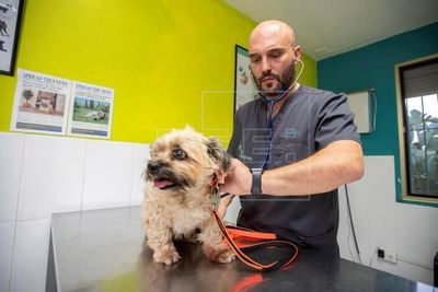 Belle y Lola, pendientes del “petxit” - Mascotas - ABC Color