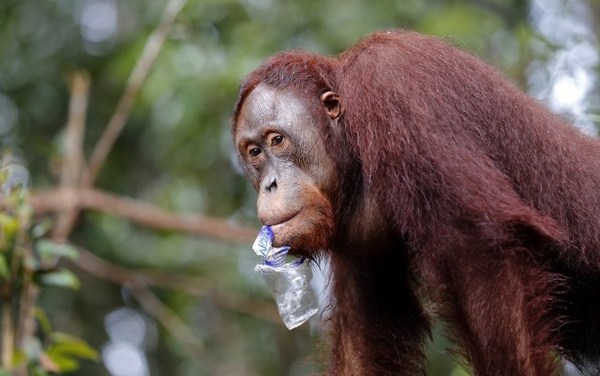 Bonbón, el orangután hallado en una maleta en Bali, regresa a su isla natal » Ñanduti