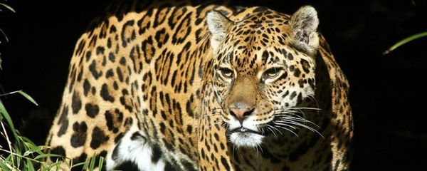Xena, la esperanza para la reproducción de jaguares en Paraguay - Ciencia - ABC Color