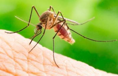 Los mosquitos prefieren picar a las personas que beben cerveza - SNT