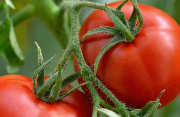 Grabaciones muestran que las plantas emiten sonidos de dolor cuando sufren - SNT