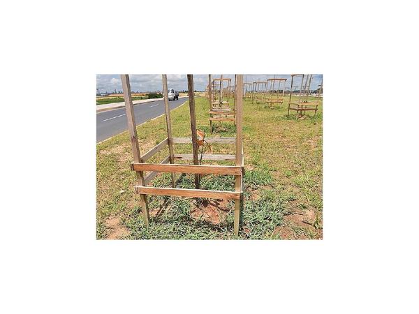Afirman que 90% de plantines germinan en Costanera Norte