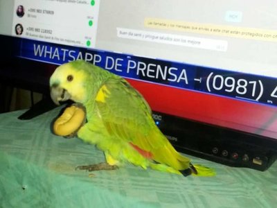Entraron a robar en una casa y se llevaron a Pancho