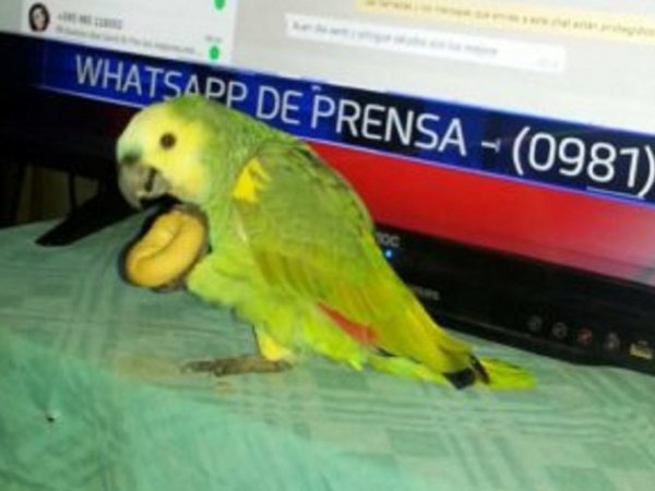 Familia apela a la solidaridad para localizar a Pancho