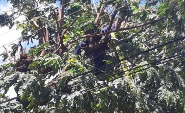 Subió a cortar ramas y terminó electrocutado