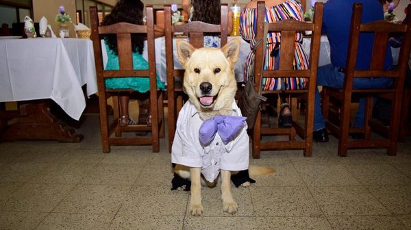 "Oso", el perro testigo del casamiento de sus dueños | Noticias Paraguay