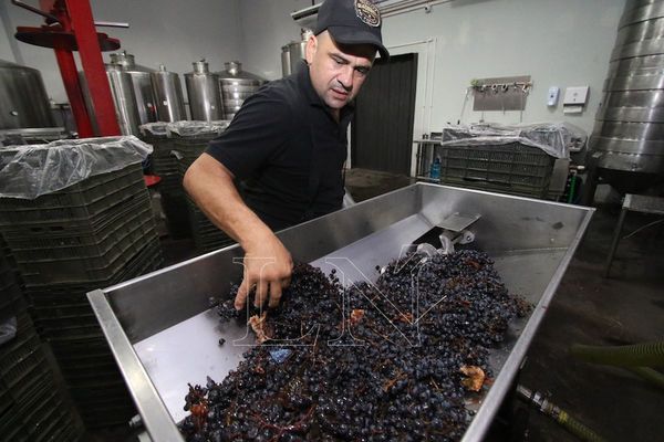 Paraguay se sumerge en el fascinante mundo de vinos de alta gama