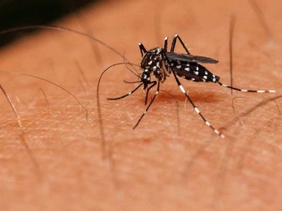 Desarrollan sistema para controlar mosquitos con cebo con olor a lluvia