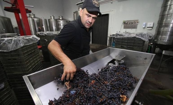 HOY / Paraguay se sumerge en el fascinante mundo de vinos de alta gama