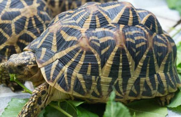 Arrestan a pareja que llevaba 95 tortugas de una especie protegida dentro de una maleta - SNT