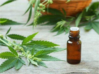 Califican de ilegal que producción de cannabis se limite a 5 laboratorios