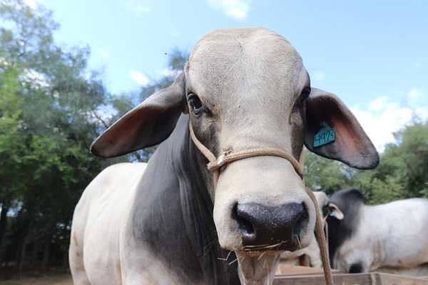 Paraguay exportará 1.650 embriones bovinos a Ecuador