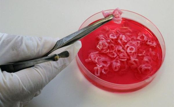 Carne “cultivada”, la alternativa sostenible de un laboratorio argentino - Ciencia - ABC Color