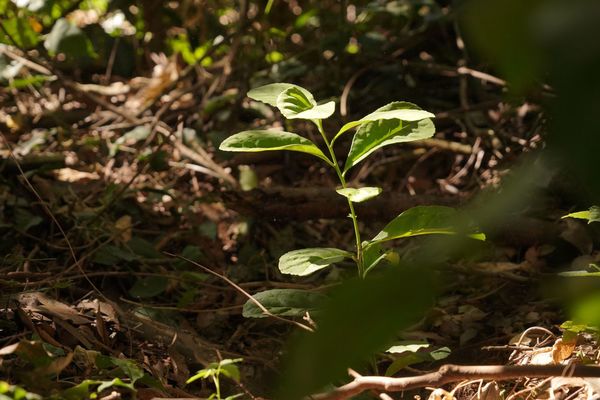 Negocios con impacto ambiental
