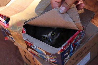 Incautan animales silvestres y exóticos en el Mercado 4 de Asunción - Nacionales - ABC Color