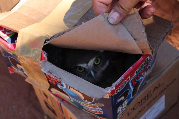 Incautan animales silvestres y exóticos en el Mercado 4 de Asunción - Nacionales - ABC Color