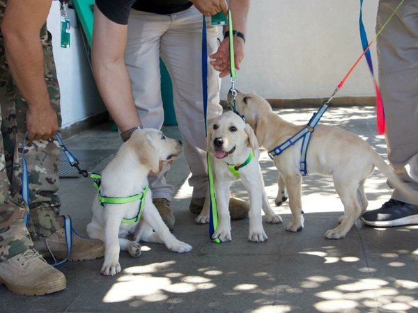 Donan cachorros para brigada de canes de la Senad