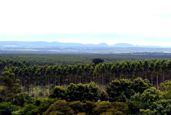 “Taller de restauración y mantenimiento de bosques protectores de cauces hídricos” en Caazapá