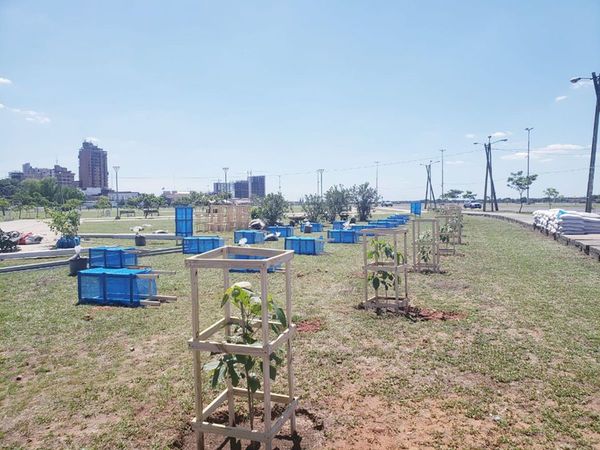 Plantaron unos 100 árboles por centenario de amistad entre Paraguay y Japón