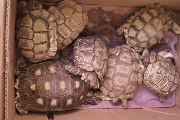 Rescatan tortugas, loros y cotorras del Mercado 4