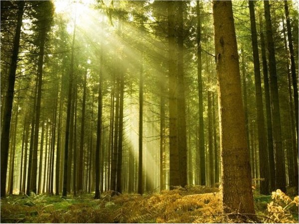 El bosque fósil más antiguo del mundo está en Nueva York