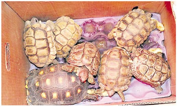 Rescatan animales del Mercado Nº 4 - Locales - ABC Color