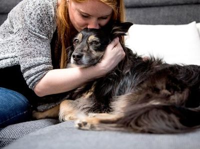 Las caricias fortalecen el vínculo entre el perro y su dueño - Mascotas - ABC Color