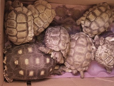 Rescatan animales silvestres en el Mercado 4